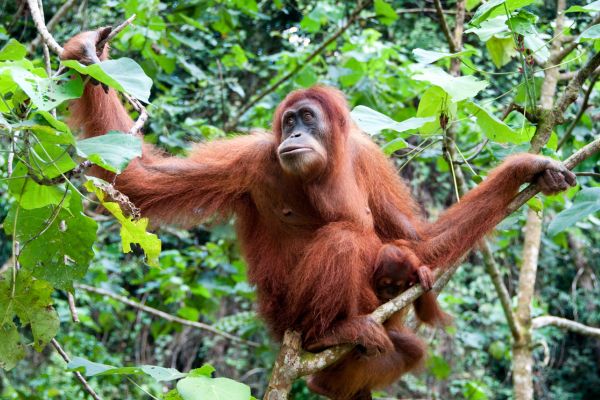 An orangutan hanging from a tree branch.